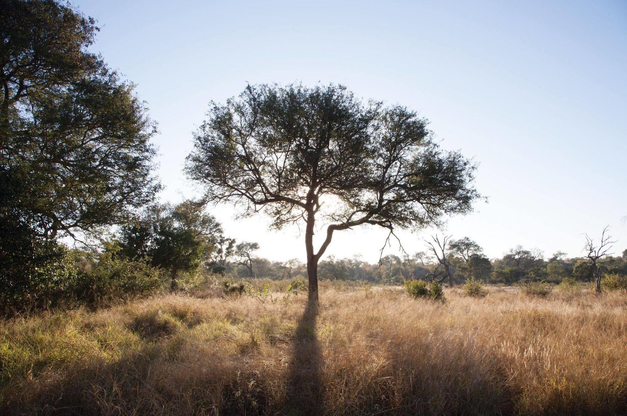 Kings Camp Private Game Reserve Reserva Natural de Klaserie Exterior foto